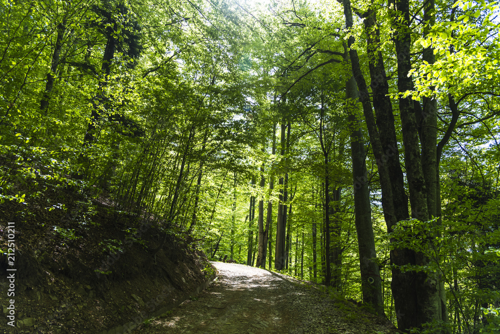 Inside of the forest Inside of the forest