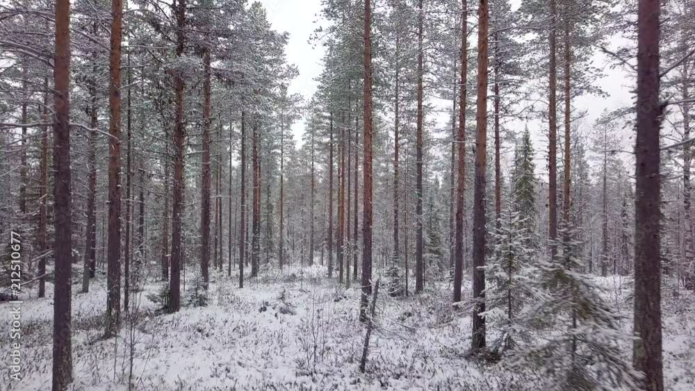 Drone shot flying forward through winter pine tree forest. Snow nature motion background, northern Sweden landscape Drone shot flying forward through winter pine tree forest. Snow nature motion background, northern Sweden landscape