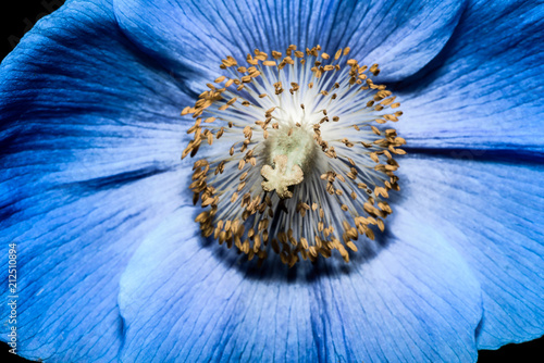 Abstract macro photo with flower made in dark shade of blue. Artistic background for desktop wallpaper