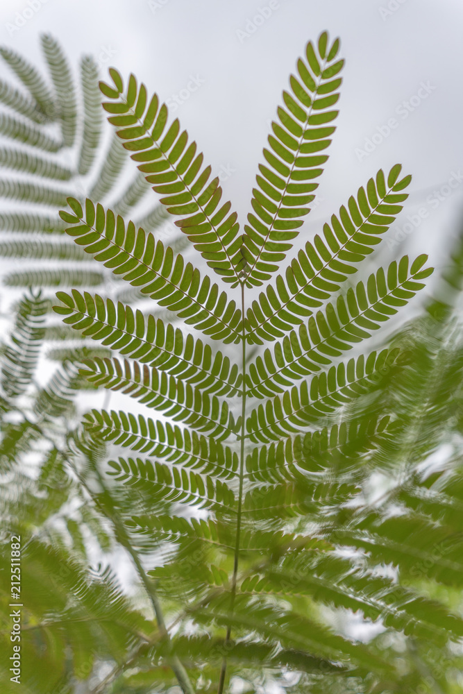 Nature Nature