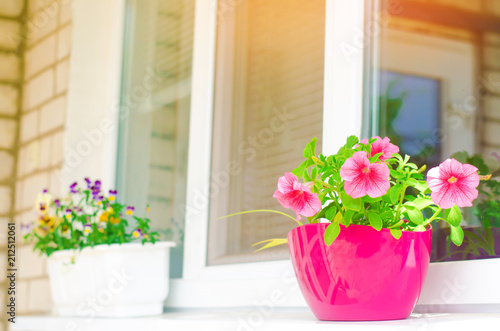 A pot of pink petunias stands on the window  beautiful spring and summer flowers for home  garden  balcony or lawn  natural wallpaper  space for text