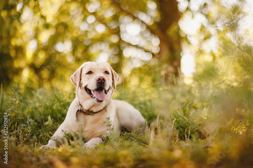 Dog labrador retriever playing outside smile in green park © Parilov