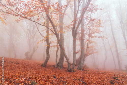 Autumn beech forest. Mountain range Demerdzhi  the Republic of Crimea.