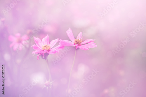 Beautiful pink cosmos flowers in blurred and soft color style for background
