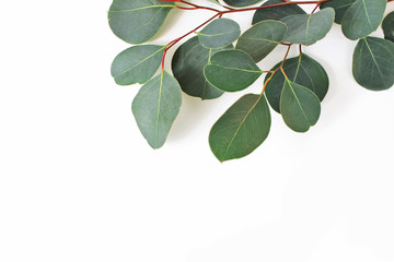 Frame, border made of green Eucalyptus populus leaves and branches on white background. Floral closeup composition. Feminine styled stock flat lay image, top view.
