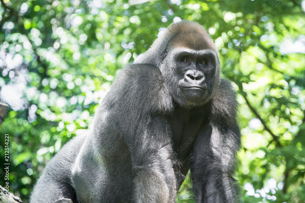 Typical Western Lowland Gorilla among leafy trees. Typical Western Lowland Gorilla among leafy trees.