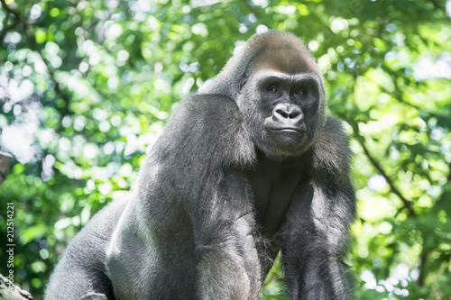 Typical Western Lowland Gorilla among leafy trees. 