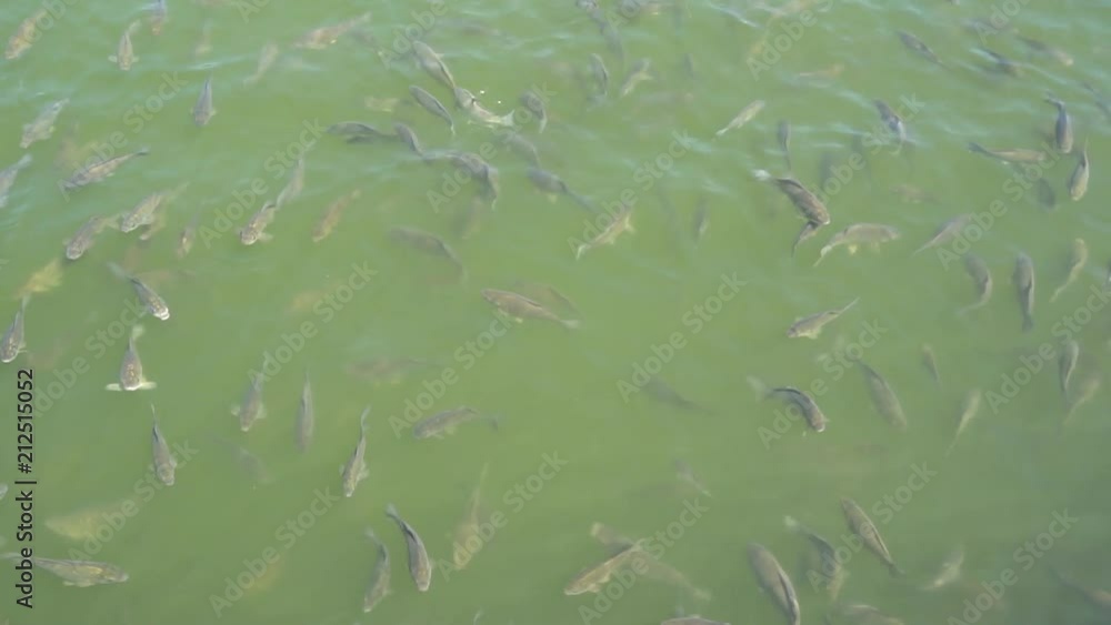 Top view shot of Koi fish, Fancy Carp are swimming in pond Top view shot of Koi fish, Fancy Carp are swimming in pond