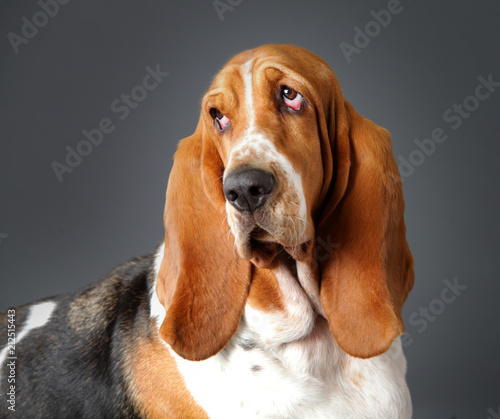Schilderij op canvas Basset hound dog