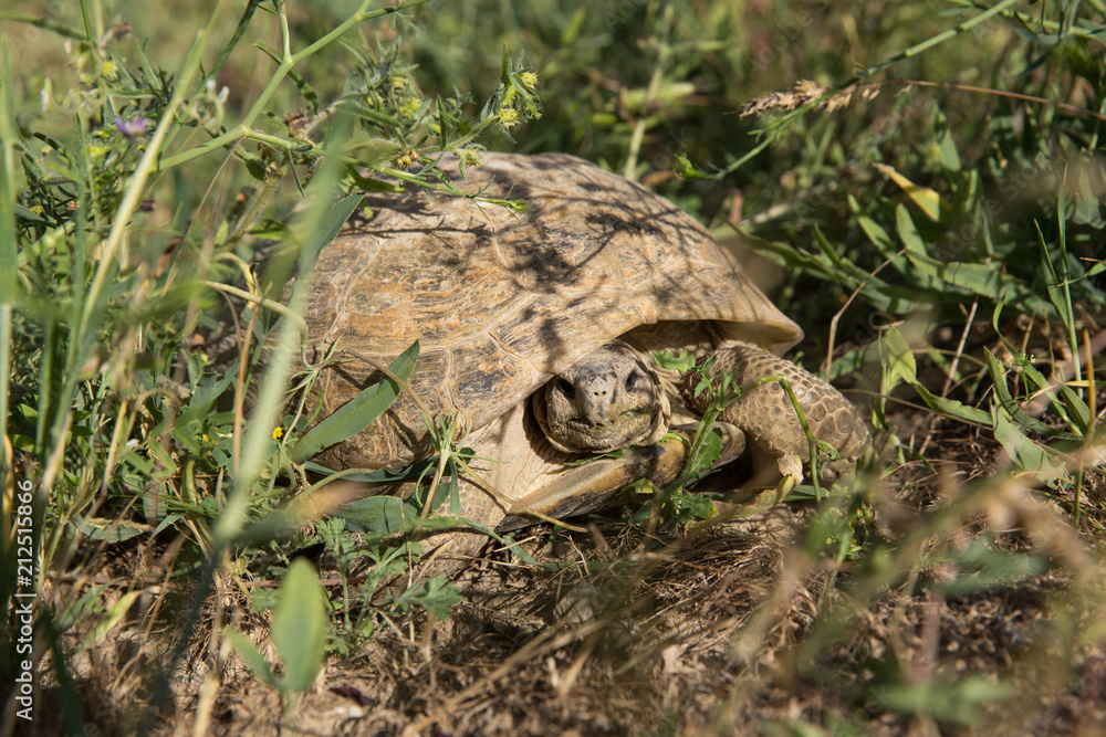 Fototapeta premium Horsfield Tortoise in Tandooreh National Park, Khorasan, Iran