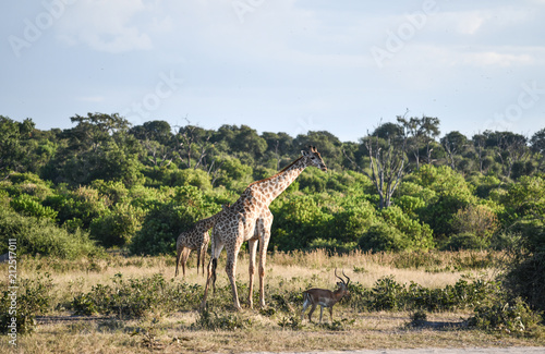Giraffe, Botswana, Chobe Park