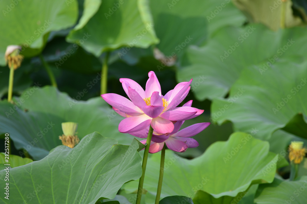 Blooming lotus flowers in the park Blooming lotus flowers in the park