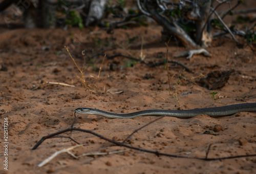 Schwarze Mamba