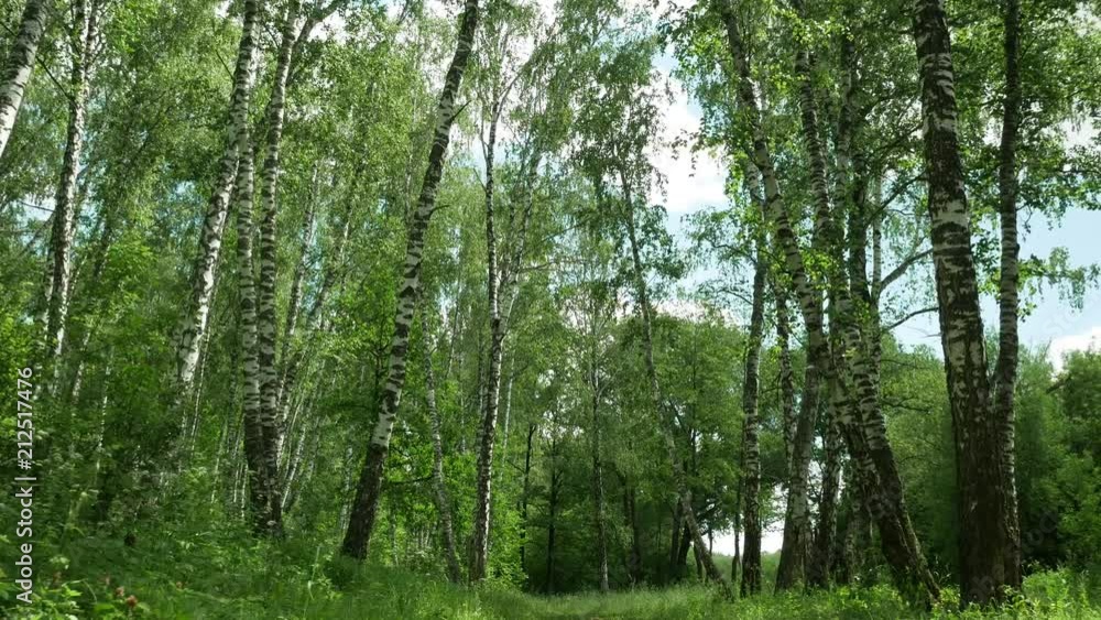 Walking through the summer forest among moving trees Walking through the summer forest among moving trees
