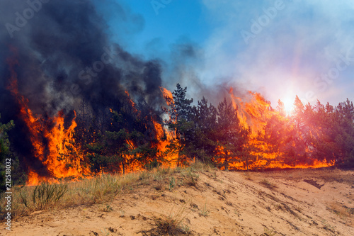 Forest fire. Burned trees after wildfire, pollution and a lot of smoke