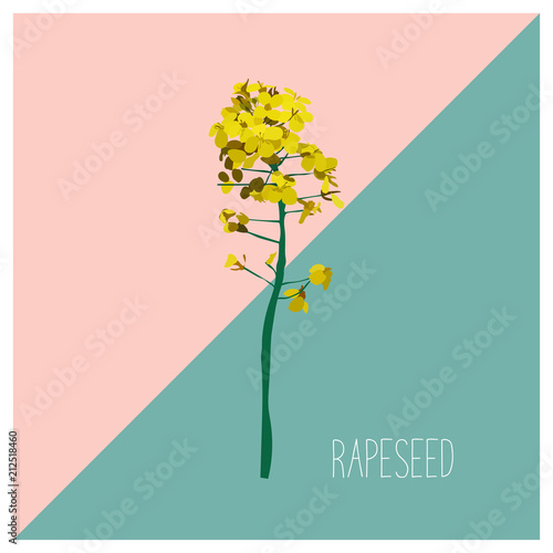 vector rapeseed illustration. modern card. flower. wild floral.