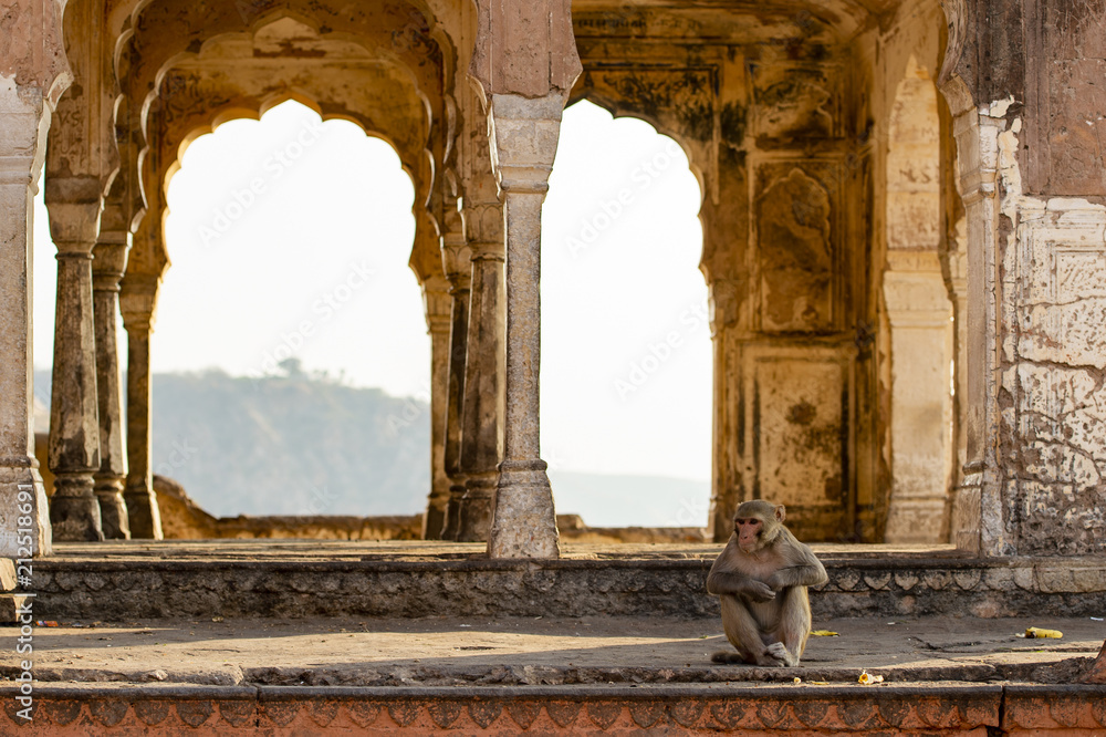 A monkey is sitting in front of the Monkey Temple (Galtaji)  at sunset. Jaipur, India.