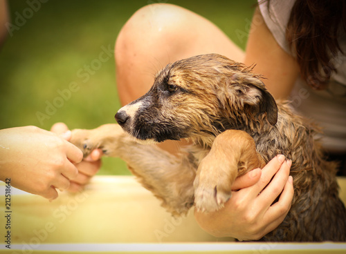 kids hand wasing puppy in bathtub close up photo on summer garden background photo