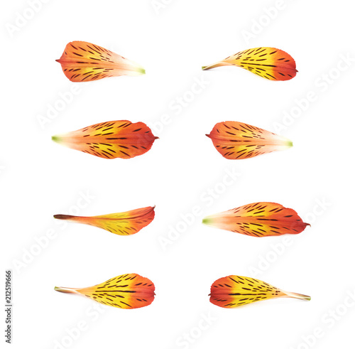 Alstroemeria flower's petal...
