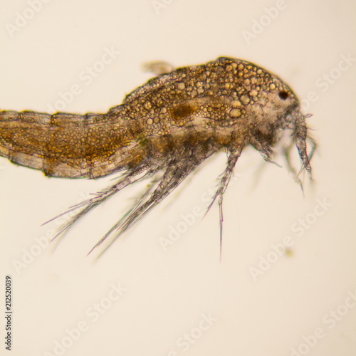 Принти на полотні Fresh pond water plankton and algae at the microscope