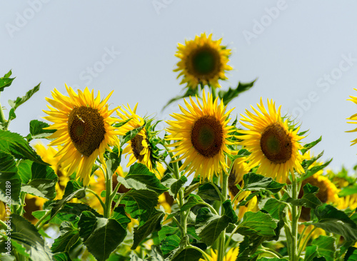 closeup on the flowers of a sunflower on a field full of flowers