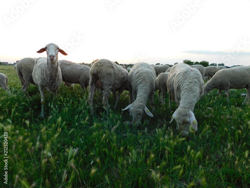 animal  nature  cute  sheep  rural