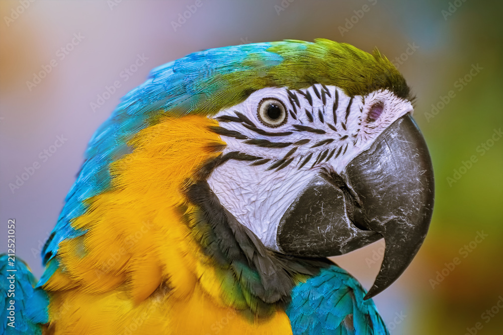 Fototapeta premium The Macaw Parrot