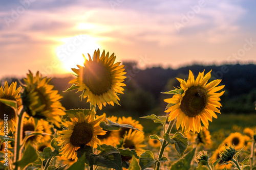 Sunflower Field