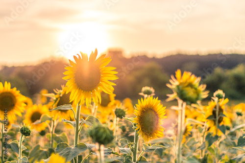 Fototapeta Naklejka Na Ścianę i Meble -  Sunflower Field