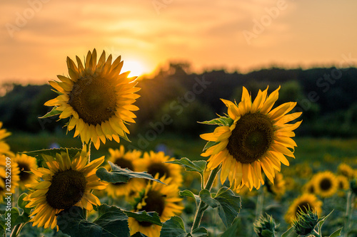 Fototapeta Naklejka Na Ścianę i Meble -  Sunset and Sunflowers