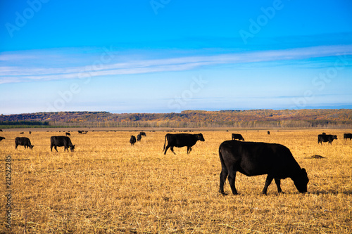 Black Angus Bulls on the meadow