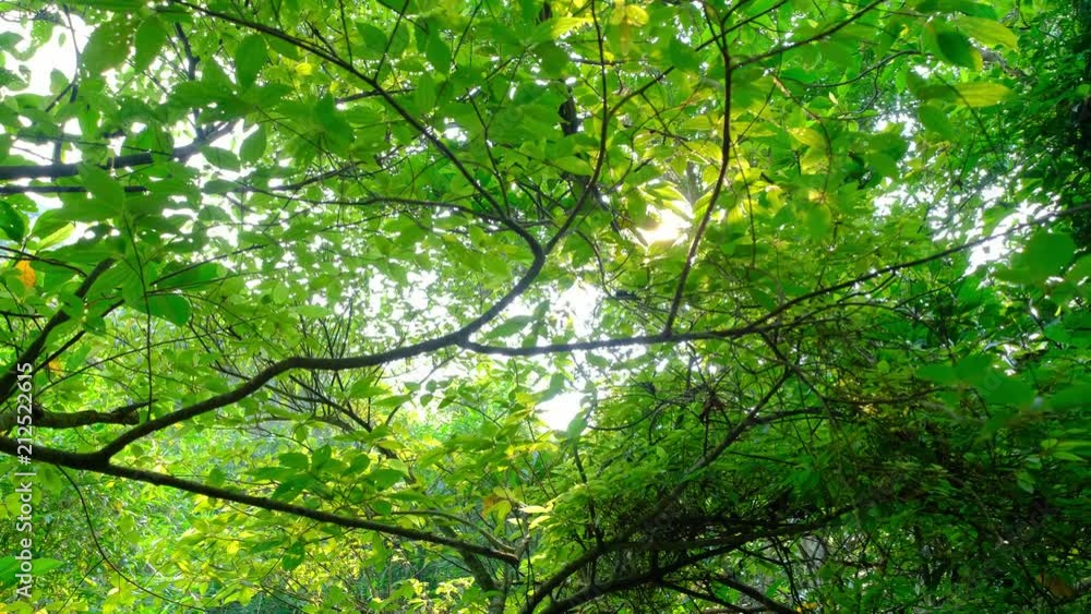 beautiful trees with sunshine beautiful trees with sunshine