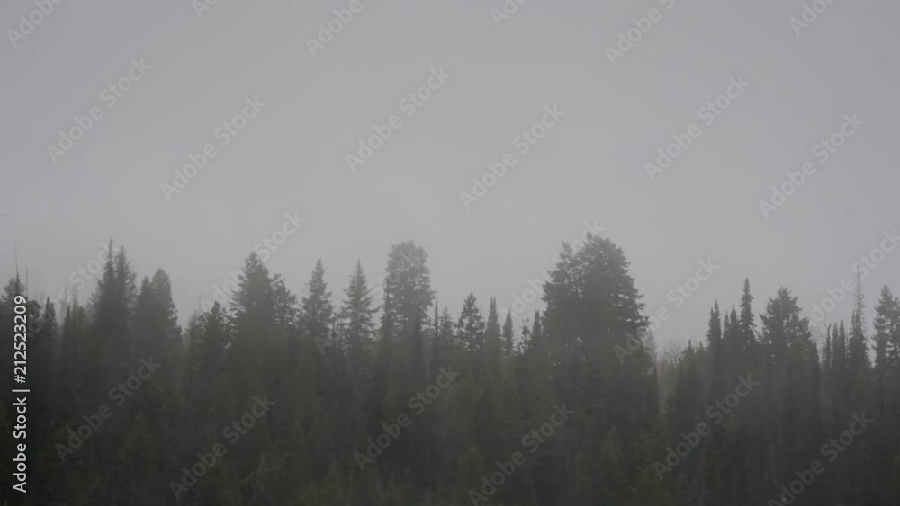 Fog Over Pine Trees Time Lapse Fog Over Pine Trees Time Lapse