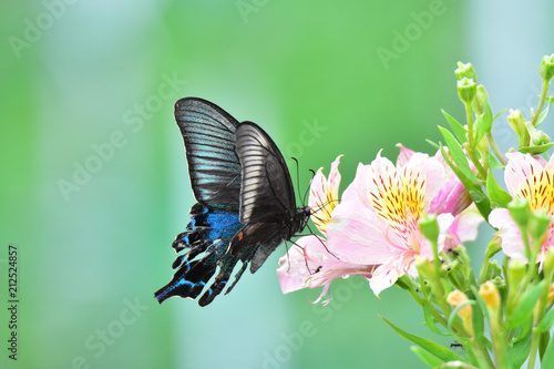 蝶の舞い（その２）