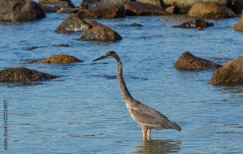 Bird wading in the water