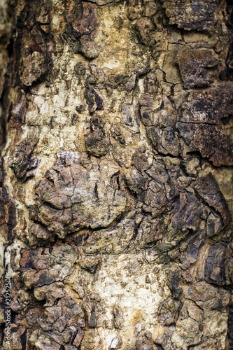 bark