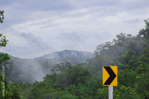 Forest and mist