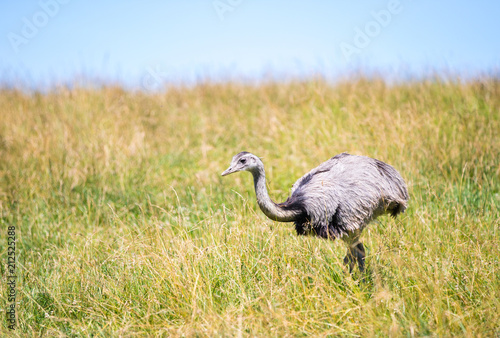 Emu in a grassy field.