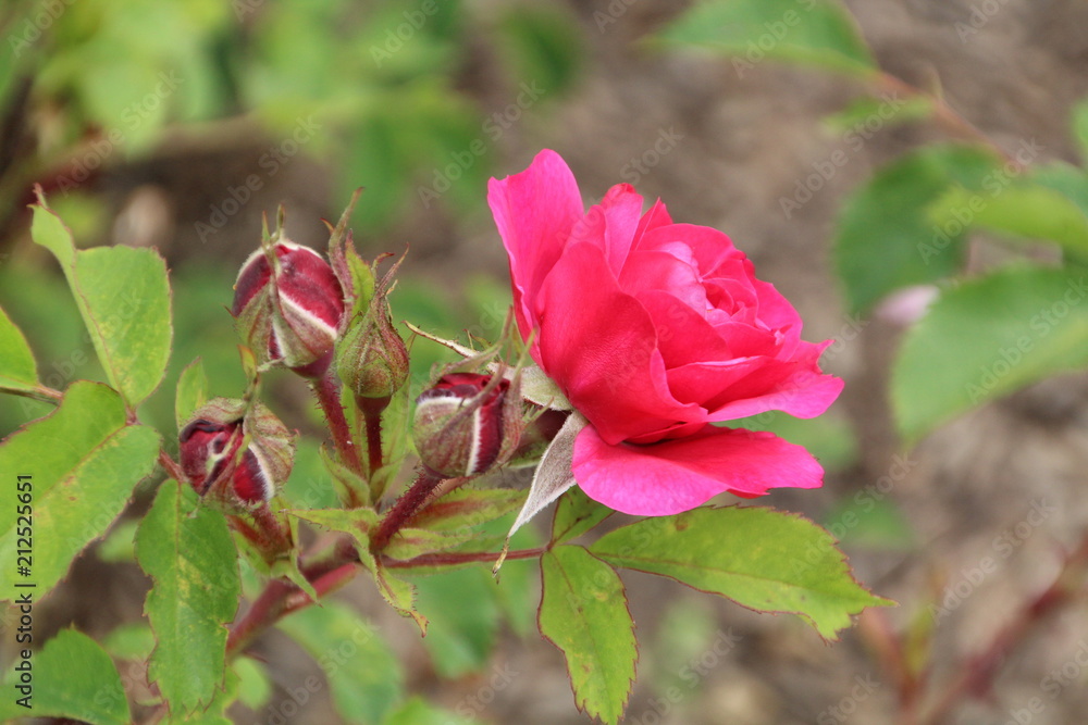 Beauty Of The Rose, U of A Botanic Gardens, Devon, Alberta Beauty Of The Rose, U of A Botanic Gardens, Devon, Alberta