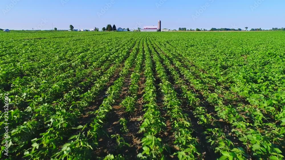 Healthy, robust soybean crop in field, aerial view.