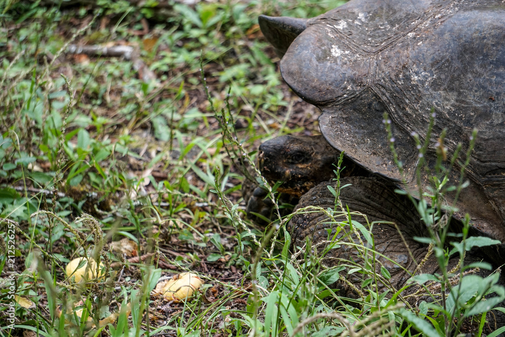 Huge land turtle in Galapagos Huge land turtle in Galapagos