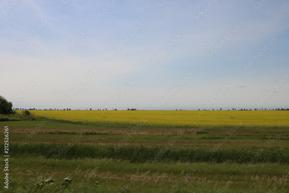 canola field with blue skies