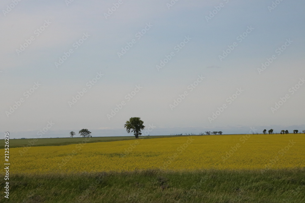 trees at the edge of canola field trees at the edge of canola field