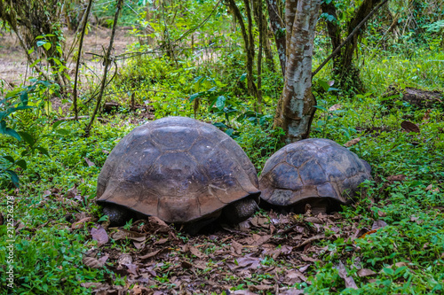 Two turtles in Galapagos