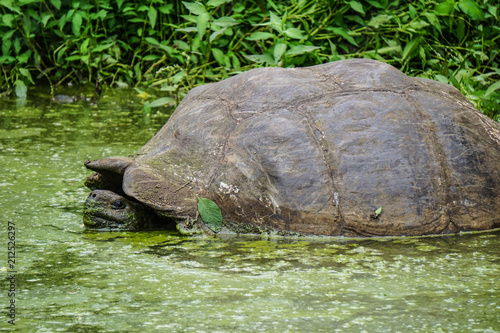 Swimming turtle in Galapagos
