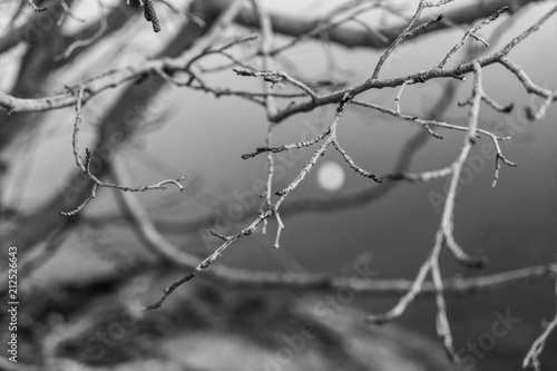 Branch and Moon