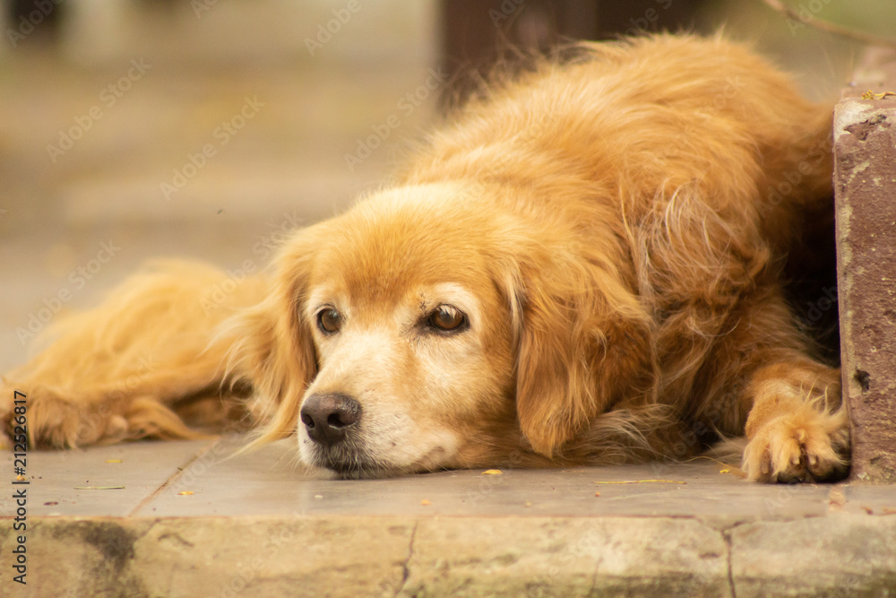 sad dog at floor