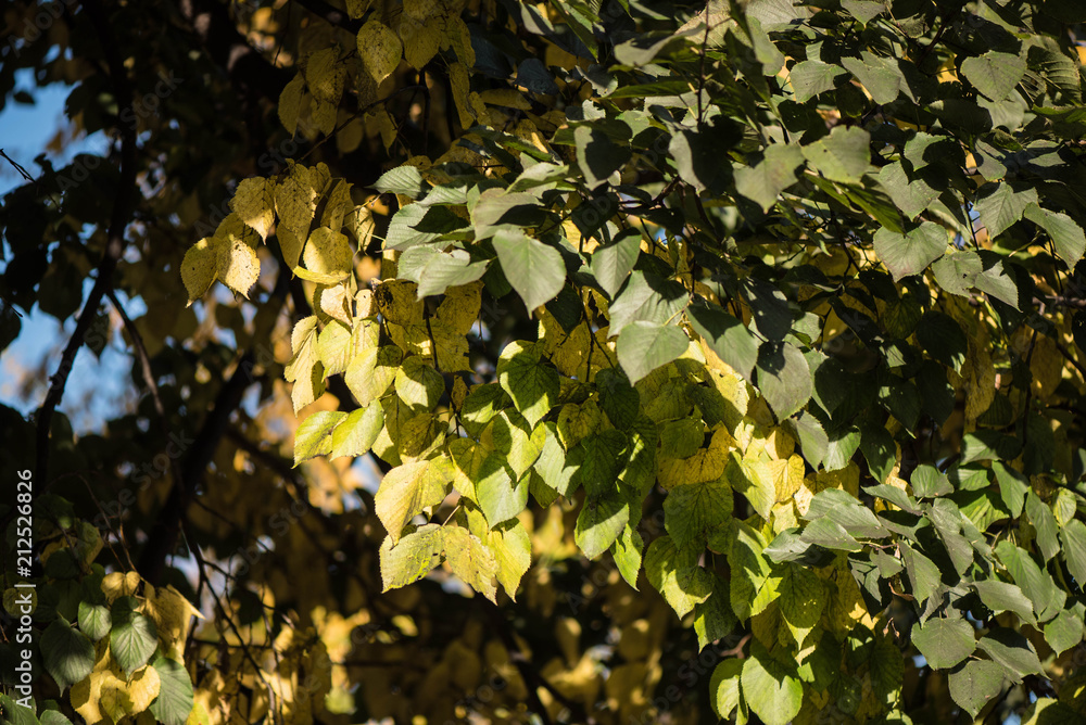 Yellow and Green Fall Leaves Yellow and Green Fall Leaves