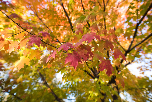 Red and Yellow Fall Maple Leaves