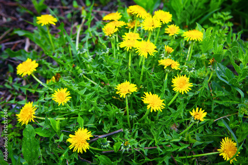 bunch of wild and yellow flowers growing 